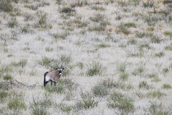 Gemsbok