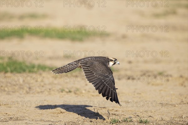 Lanner Falcon