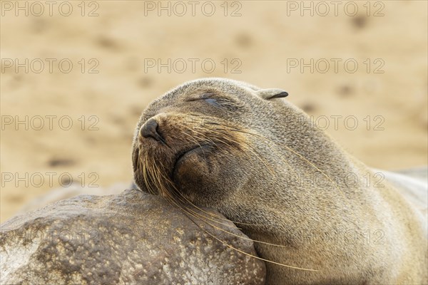 Cape Fur Seal