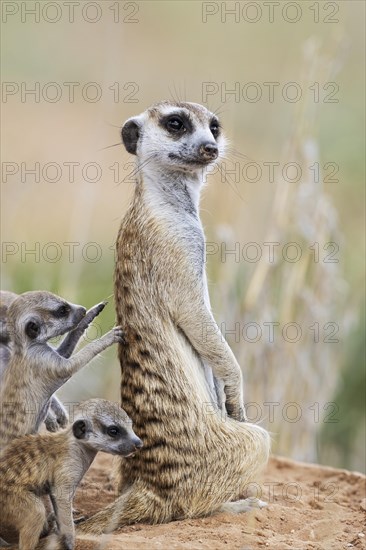 Suricate