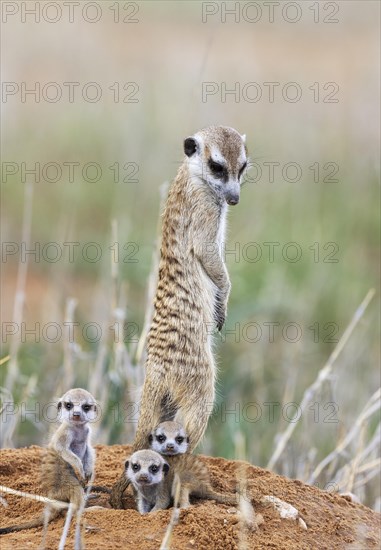 Suricate