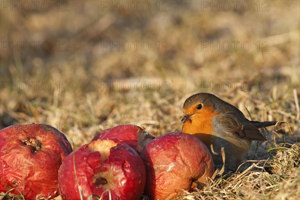 European robin