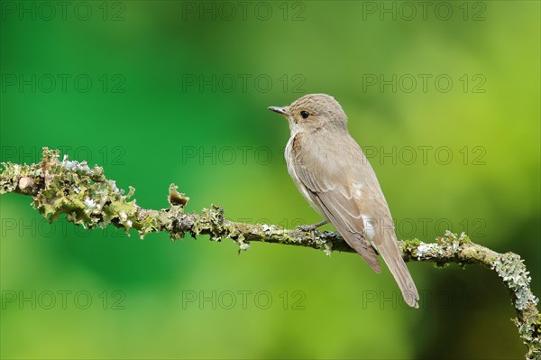 Spotted flycatcher