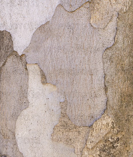 Tree bark texture