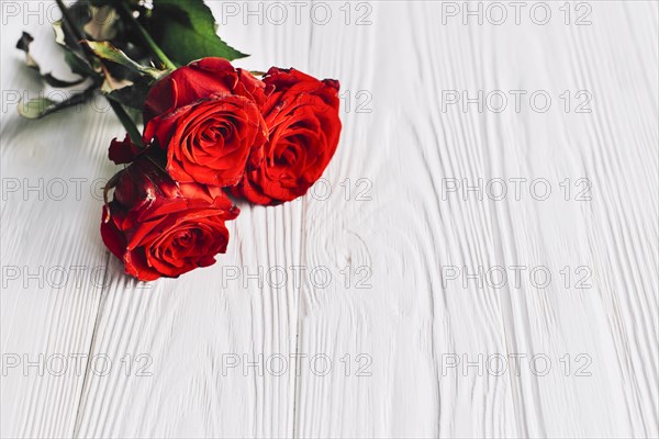 Red roses white background