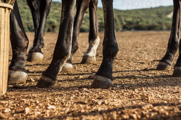 Close up legs stud horses