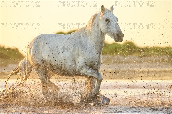 Camargue horse running through the water at sunrise