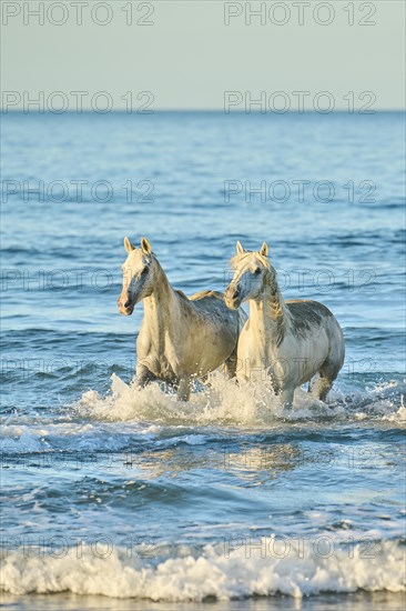 Camargue horses running out of the sea on a beach in morning light