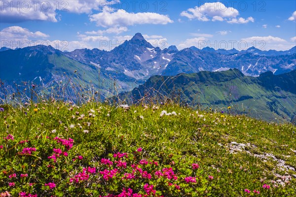 Alpine rose blossom