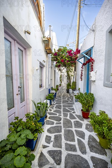 White Cycladic houses with flower pots