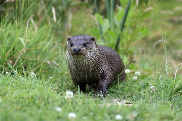 European otter