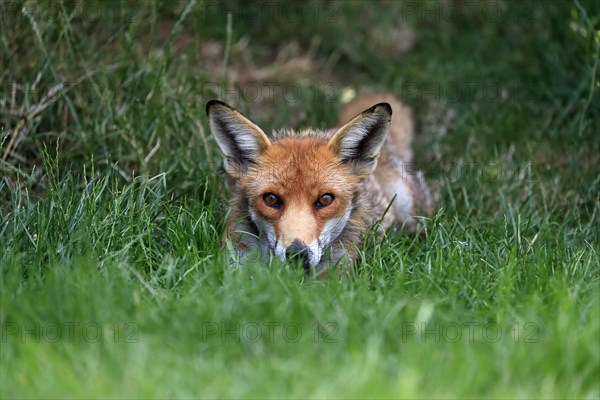 Red fox