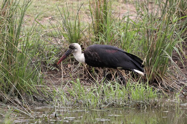 African Woolly-necked Stork