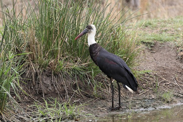 African Woolly-necked Stork