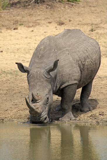 White rhinoceros