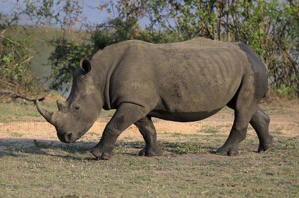 White rhinoceros