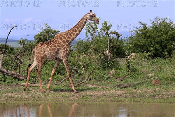 Southern giraffe