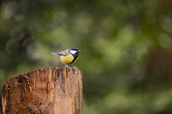 Great Tit