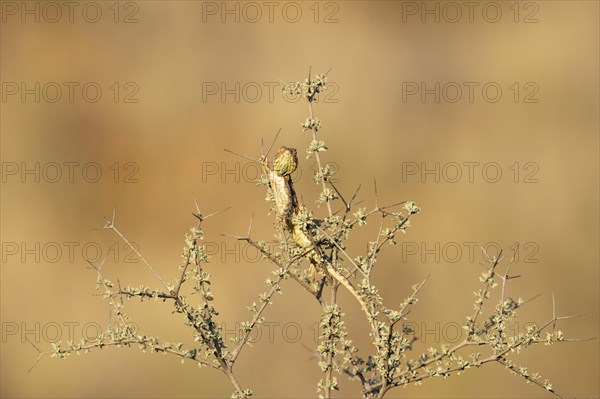 Ground Agama