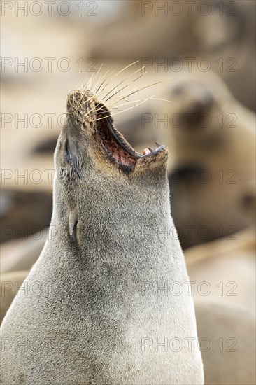 Cape Fur Seal