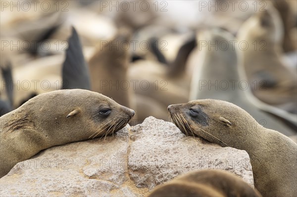 Cape Fur Seal