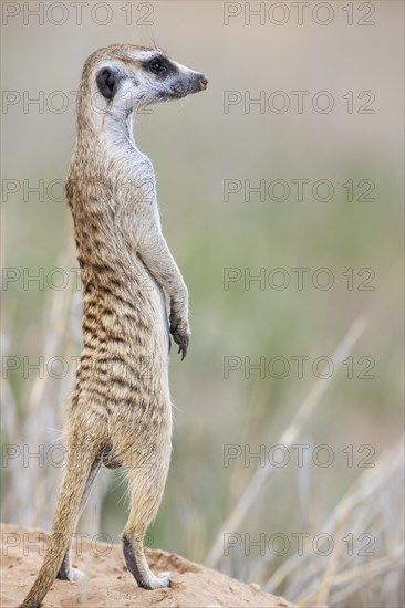 Suricate