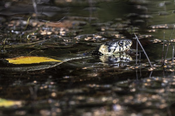 Grass snake