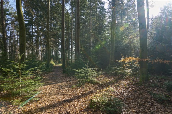 Forest path