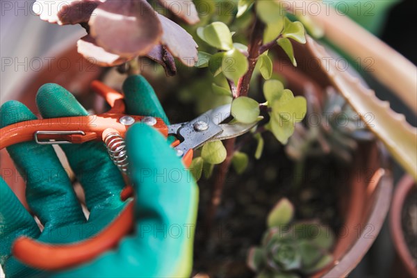 Gardener s cutting plant twig with secateurs