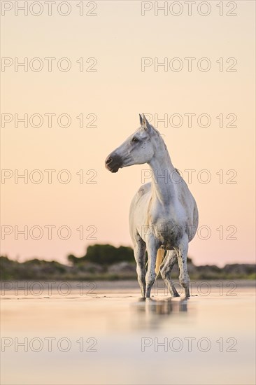 Camargue horse standing in the water at sunrise