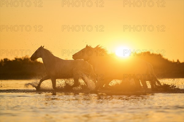 Camargue horses running through the water at sunrise