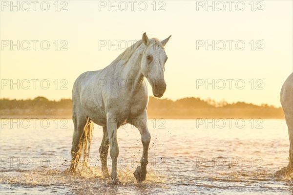 Camargue horse walking through the water at sunrise