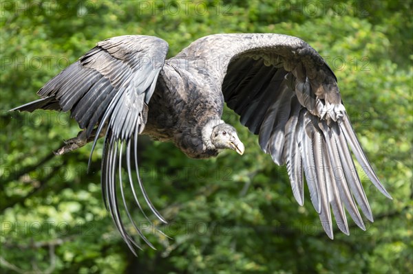 Andean condor