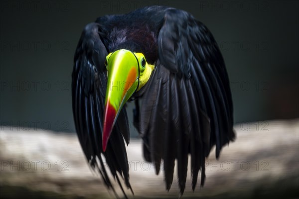 Keel-billed toucan