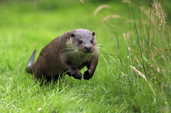 European otter