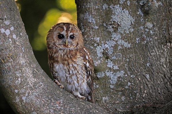 Tawny owl