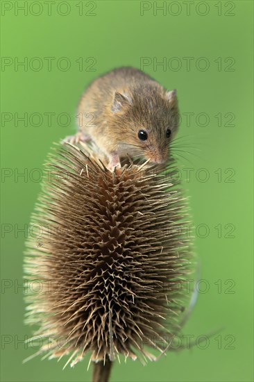 Eurasian harvest mouse