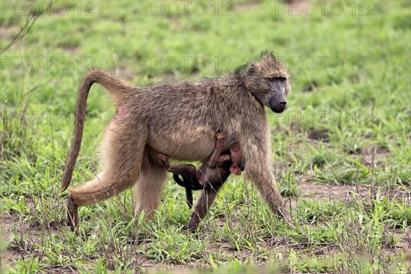 Bear baboon