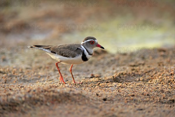 Three-banded plover