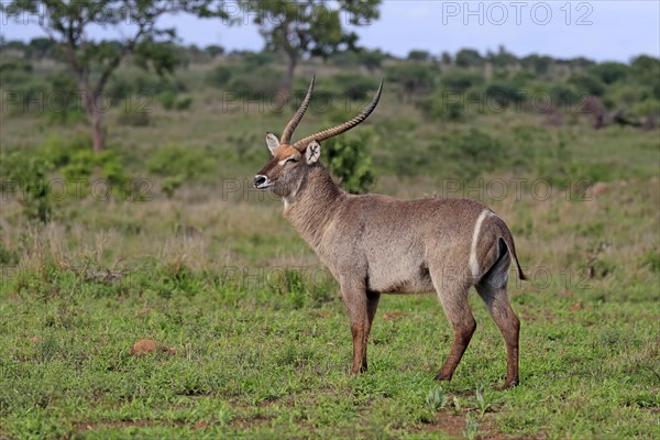 Ellipsen waterbuck