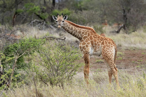 Southern giraffe