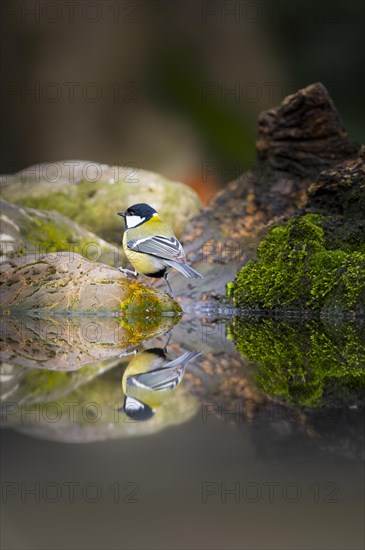 Great Tit