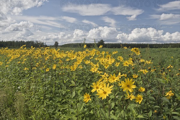 Jerusalem artichoke