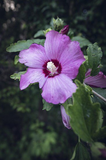 Hibiscuses