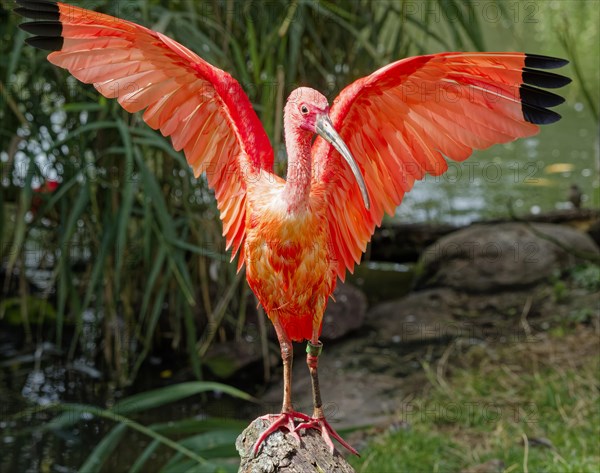 Scarlet ibises