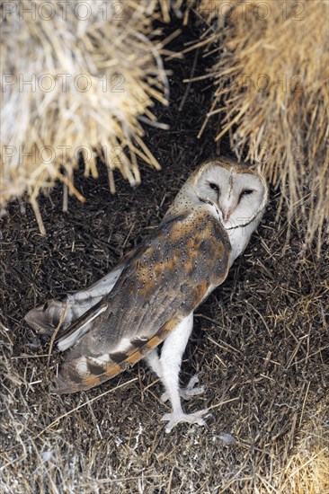 Barn Owl