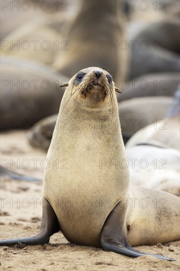 Cape Fur Seal