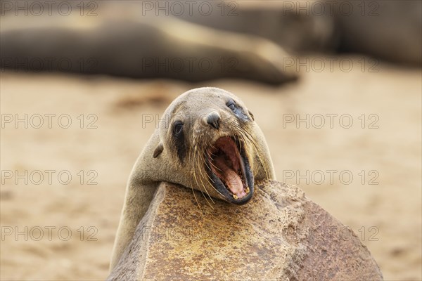 Cape Fur Seal