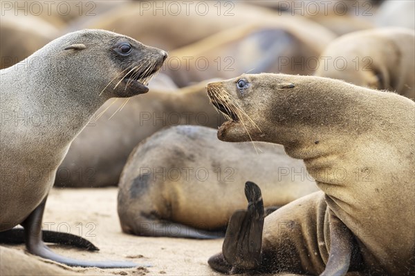 Cape Fur Seal