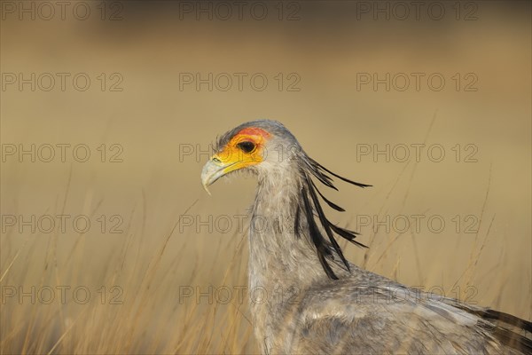 Secretary Bird